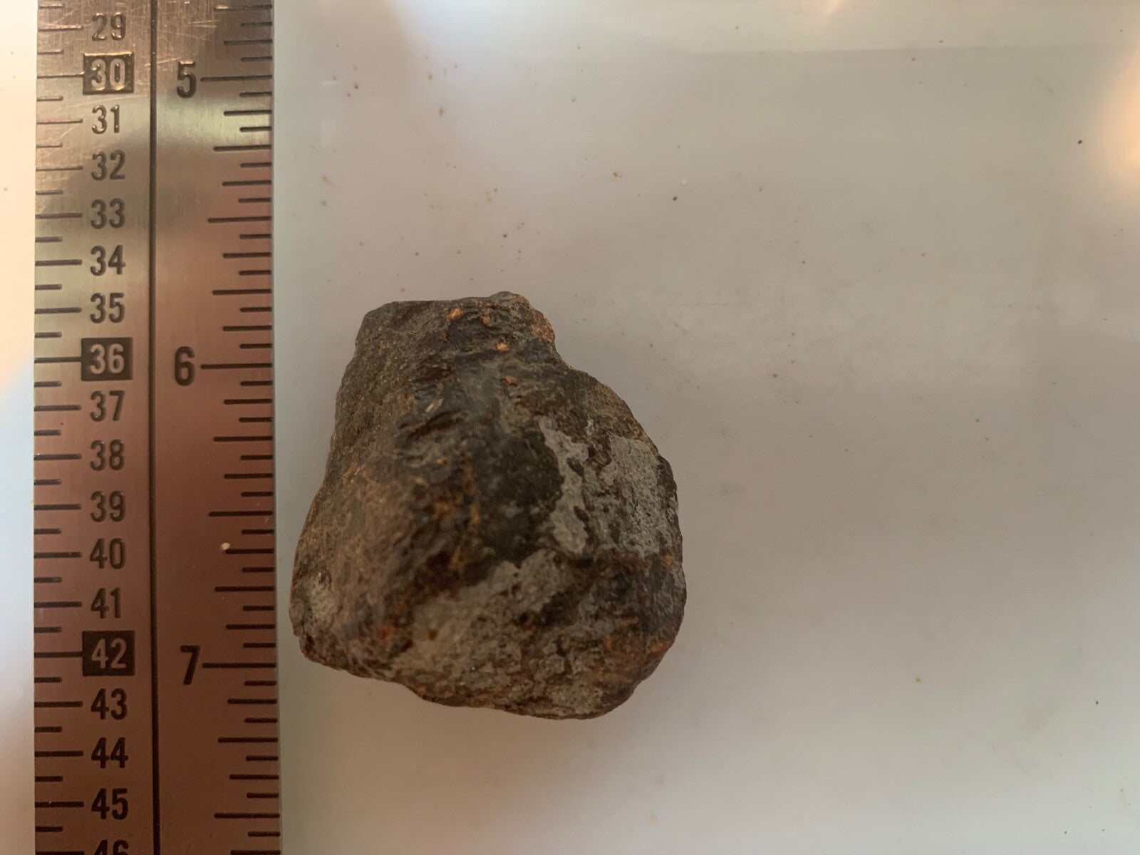 Amber Rough Brown Huge Piece Lapidary Carving Specimen Liquidation Closeout Sale